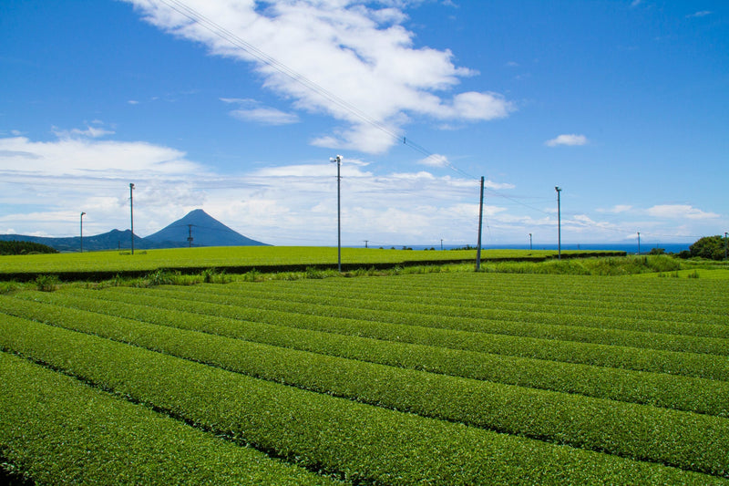 鹿兒島茶