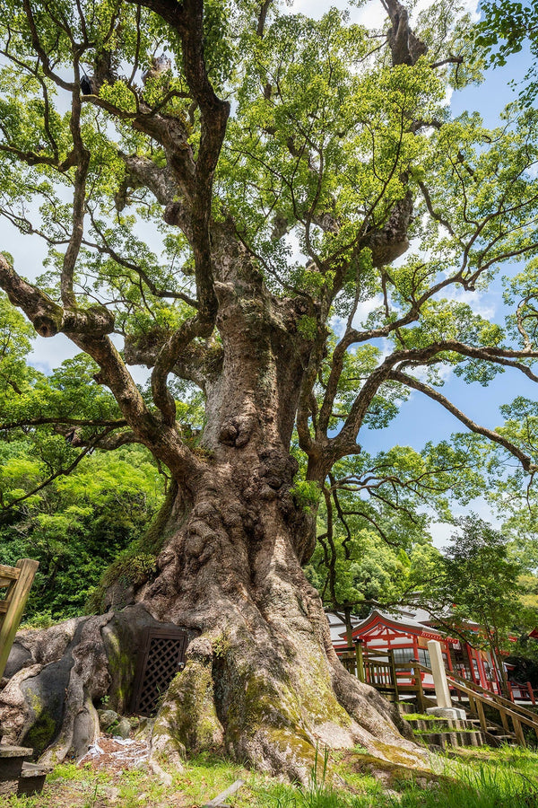 日本一の巨樹　蒲生の大クス （ニホンイチノキョジュ　カモウノオオクス）
