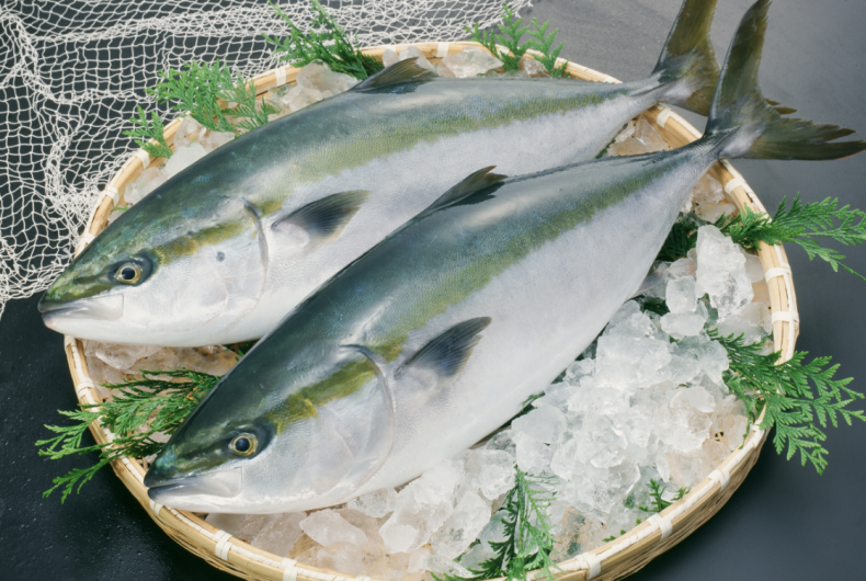 鹿兒島縣鰤魚養殖產量位居日本第一——豐饒大海孕育的極致美味