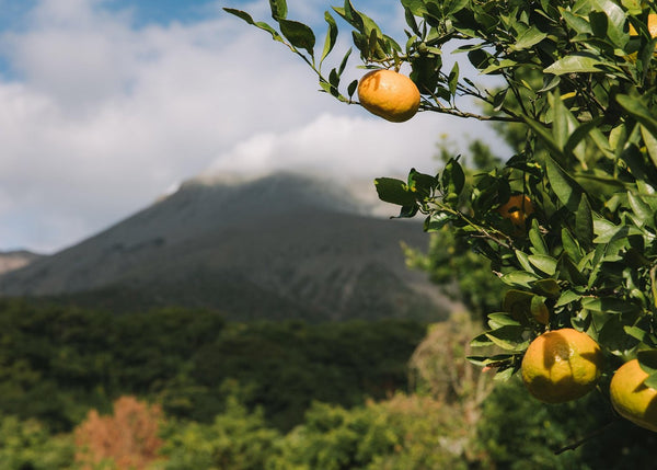 桜島の大地の恵みライド