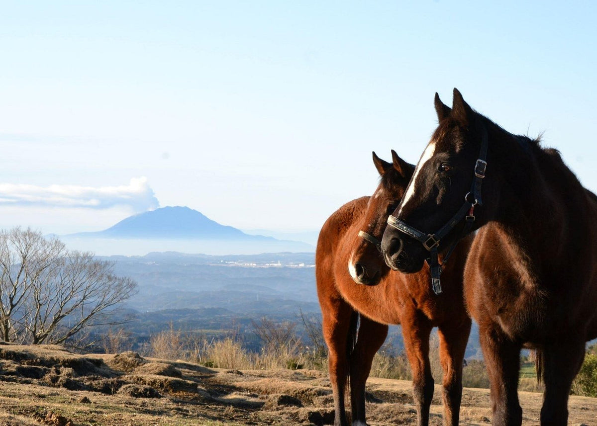 在鹿兒島的馬匹信託體驗馬語者和草原健行