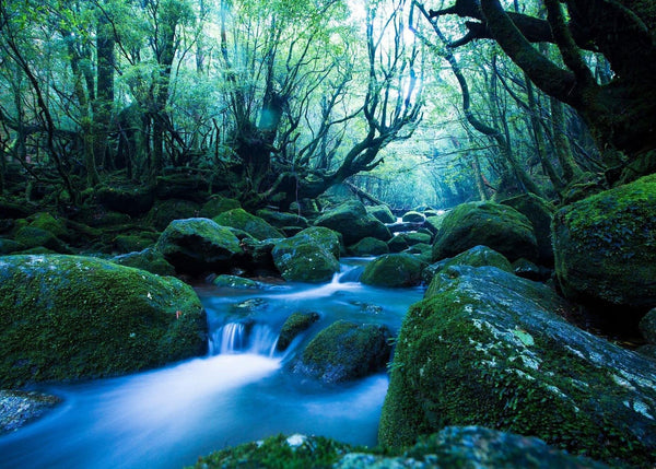 Day trip to Yakushima from Kagoshima on the high-speed jetfoil Toppy