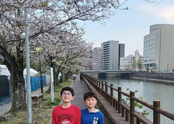 Cherry blossoms in Kagoshima 