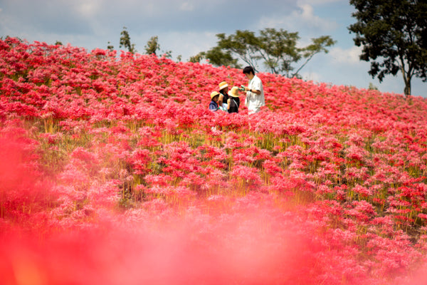 大田の彼岸花（伊佐市） （おおたのひがんばな　いさし）