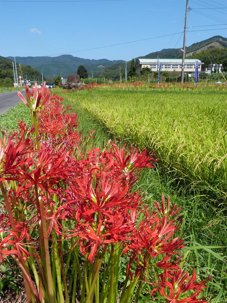柊野彼岸花祭
