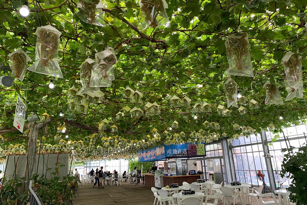 霧島櫻花水果樂園 霧島櫻花館 (KIRISHIMA SAKURA FRUIT LAND KIRISHIMA SAKURA KAN)